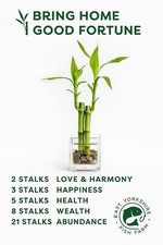 Lucky Bamboo Shoots Feng Shui