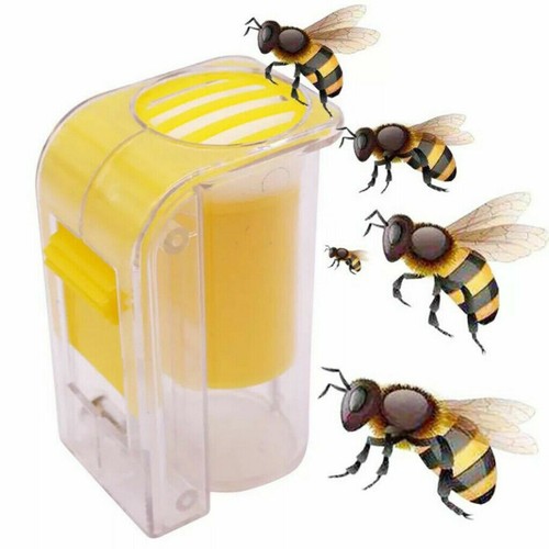 Beekeeping bee queen marking - bee,