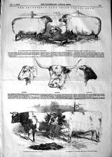 Old Antique Print 1847