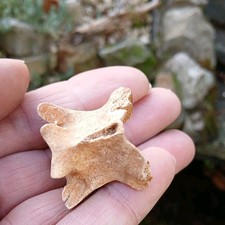 Morocco Fossil Sea Snake