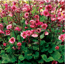 Geum Tempo Rose Plant