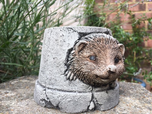 Cute hedgehog hiding - hedgehog, in