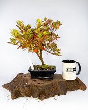 Japanese Azalea Shohin Bonsai Tree Rhododendron Flowering Outdoor Pot