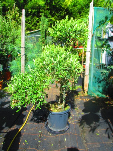 Olive cloud pom - olive, tree