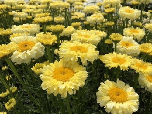 Leucanthemum realflor - leucanthemum, realflor®