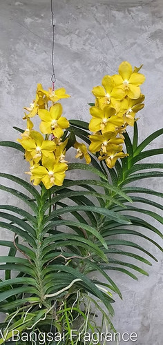 Rare vanda bangsai fragrance - vanda,