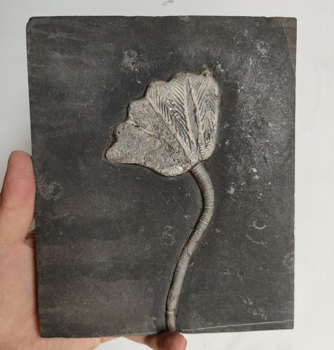 Authentic crinoid - authentic, (sea