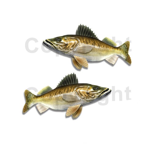 Walleye sticker decal fishing - decal,