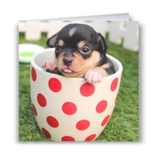 Chihuahua Pup In A Cup