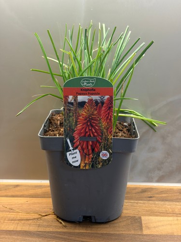 Kniphofia papaya popsicle - papaya,