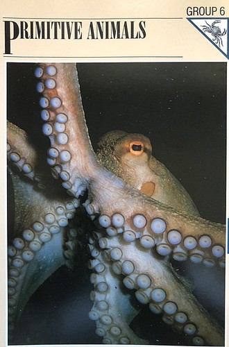 Wildlife-Fact-File-Primitive