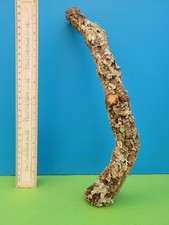 Cork bark branch - branch, snake