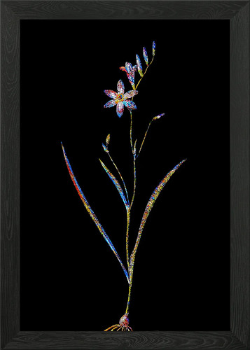 Stained glass ixia - ixia, flower