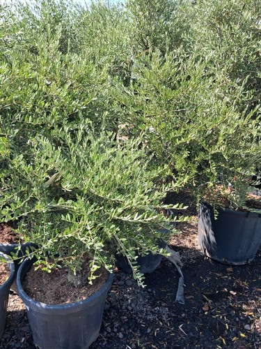 Olive tree standard lollipop - standard,