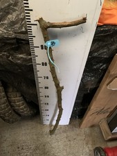 Blackthorn Thorny SHANK