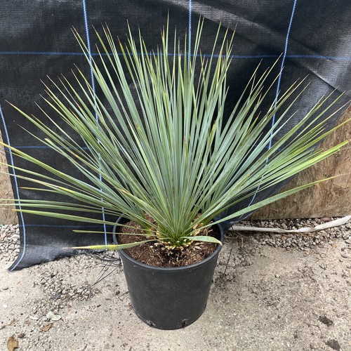Yucca rostrata blue - rostrata,