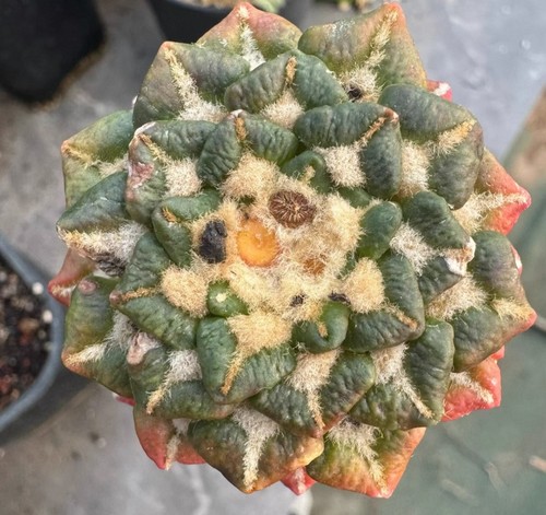 6cm rare plant ariocarpus - rare,