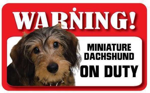 Wire haired miniature - haired,