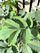 Melianthus major (honeybush) |