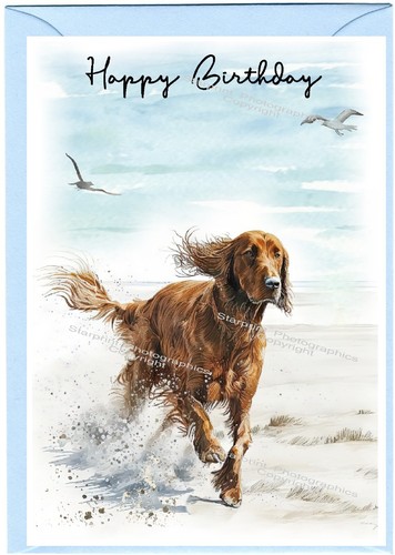 Irish setter dog - irish, birthday