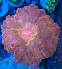 Red Glass Ultra Cynarina Rare