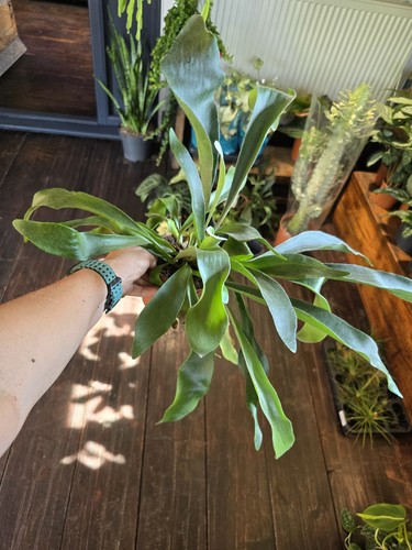 Staghorn fern platycerium - staghorn, (platycerium