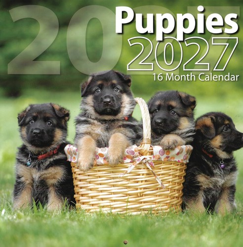 2027 puppies month sept - 16-month, (sept