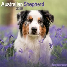 Australian Shepherd Calendar