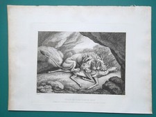 STAG Deer in Lion's Den - 1810