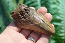 Wow genuine megalodon - wow,, ....genuine