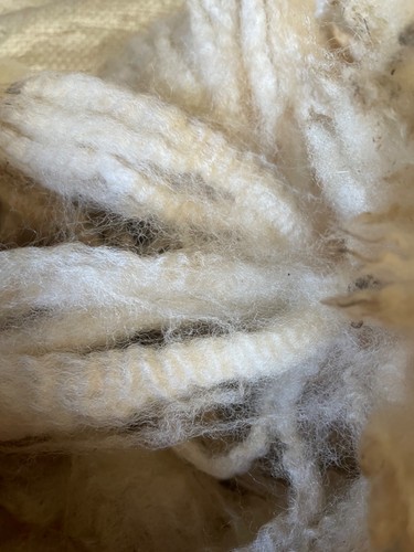 White raw sheep - sheep, wool