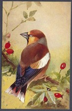 Hawfinch by Roland Green - R.S. Art Press bird postcard