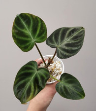 * Philodendron Verrucosum