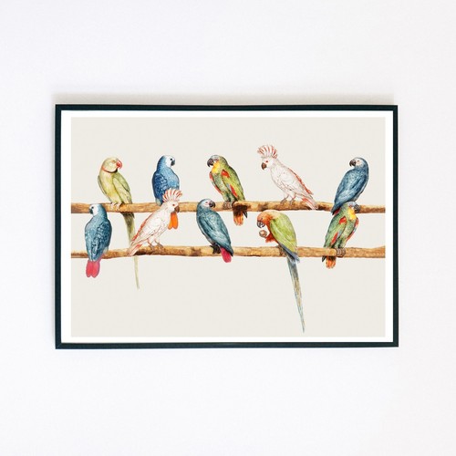 Parrots birds vintage - birds,