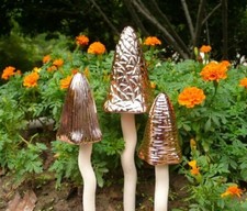 Tinkling Toadstools SET OF 3