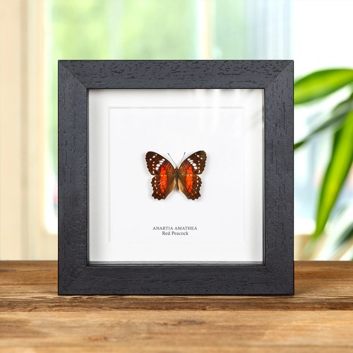 Red peacock butterfly - red,