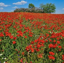 Red Poppy Corn Poppy  7000 Seeds Papaver Flanders- Free Delivery