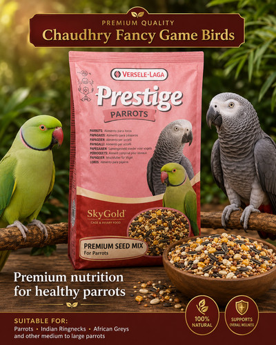 Premium parrot seed - premium, food
