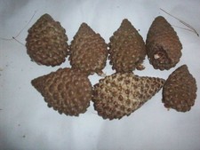 7 Large Scotch Natural Pine