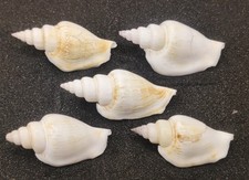 5 x Strombus Betatus Shells for Hermit Crabs Homes (Large 5 - 6cm) Seashells 