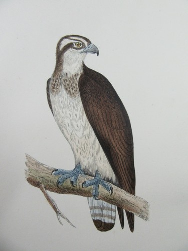 Osprey antique hand coloured - osprey,