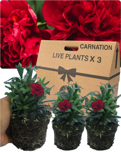 Large dark red - red, carnation