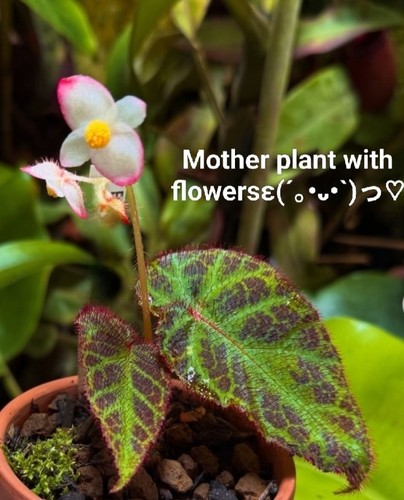 Begonia langkat retic - sp.,