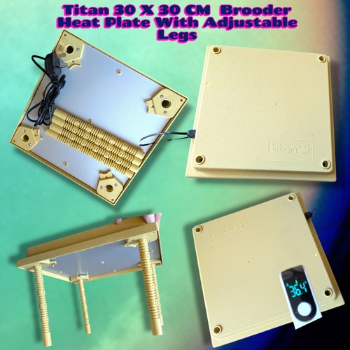 Chick brooder hen heat - brooder,