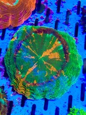 Green and Orange Acanthophyllia High End LPS Coral