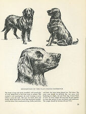 FLAT COATED RETRIEVER VINTAGE 1963 PRINT SKETCH PAGE ARTIST BRIDGET OLERENSHAW