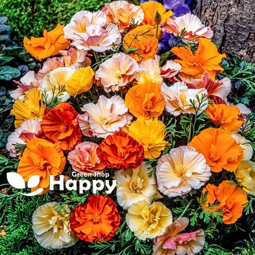 California poppy frilly fun - california,