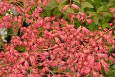 Acer palmatum Momiro Koyasan