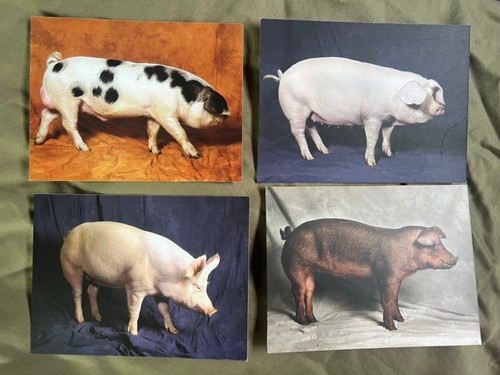 Pig postcards british - postcards,