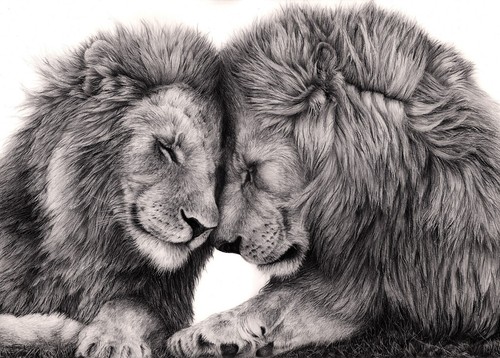 Lions love black and - love, white